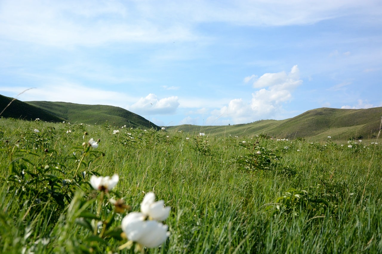 呼倫貝爾草原花海