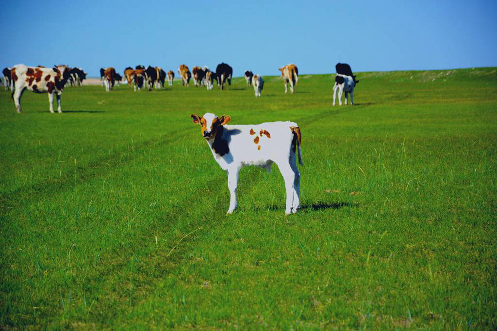 呼倫貝爾黑山頭草原