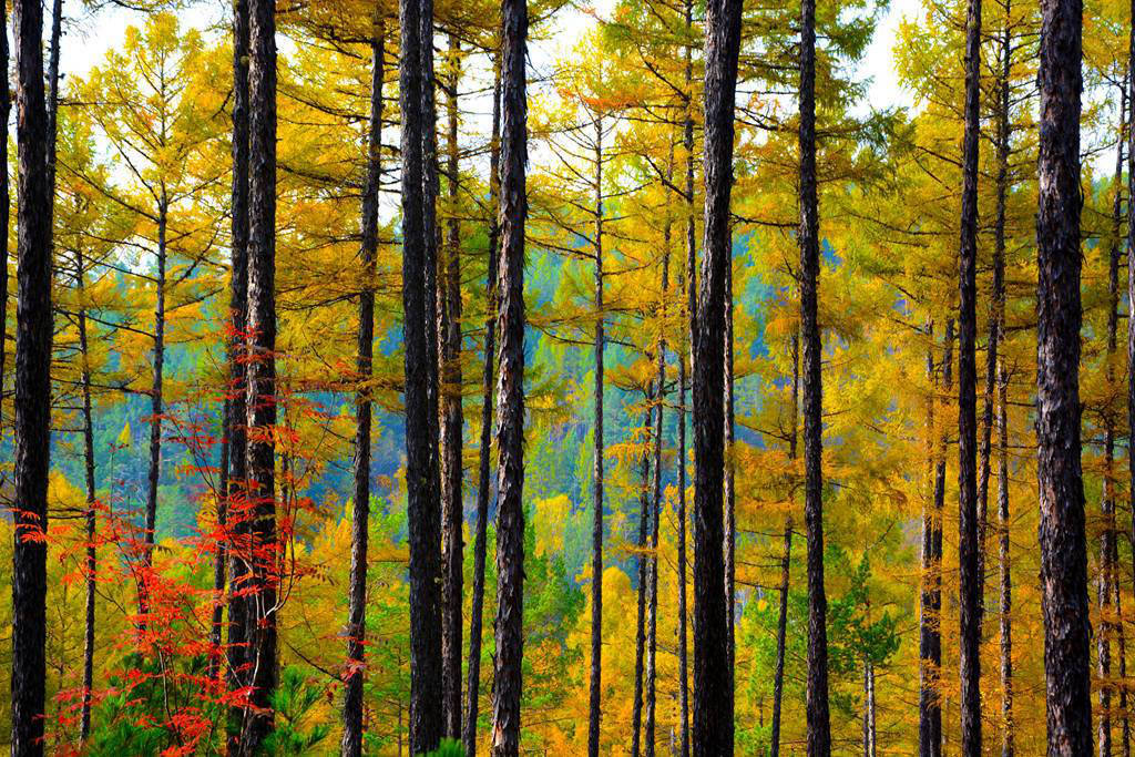 呼海拉爾西山國(guó)家森林公園