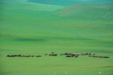 呼倫貝爾特色5日包車游
