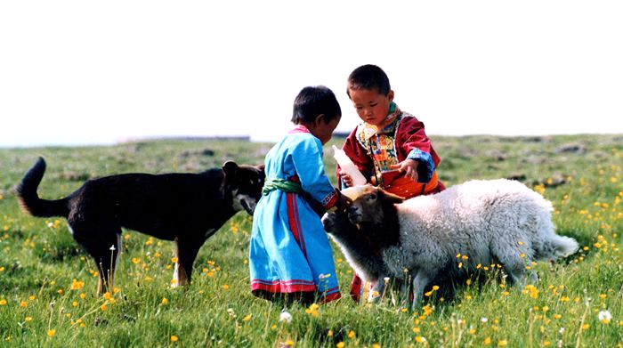 呼倫貝爾草原牧羊犬