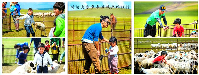 呼倫貝爾草原抓羊