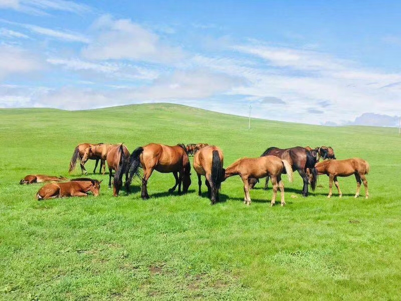 呼倫貝爾大草原馬群