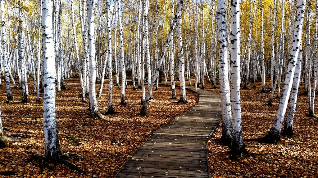 呼倫貝爾白樺林秋色