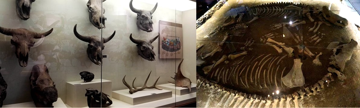 扎賚諾爾博物館