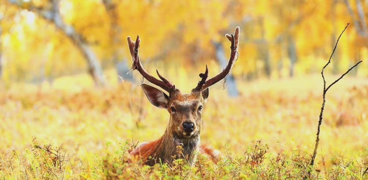 呼倫貝爾南北全線8日游