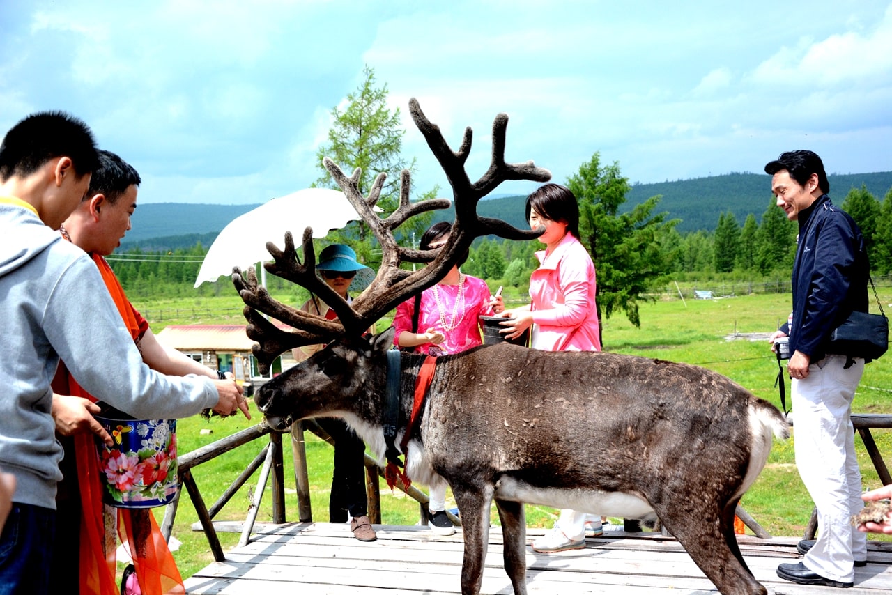 呼倫貝爾馴鹿園