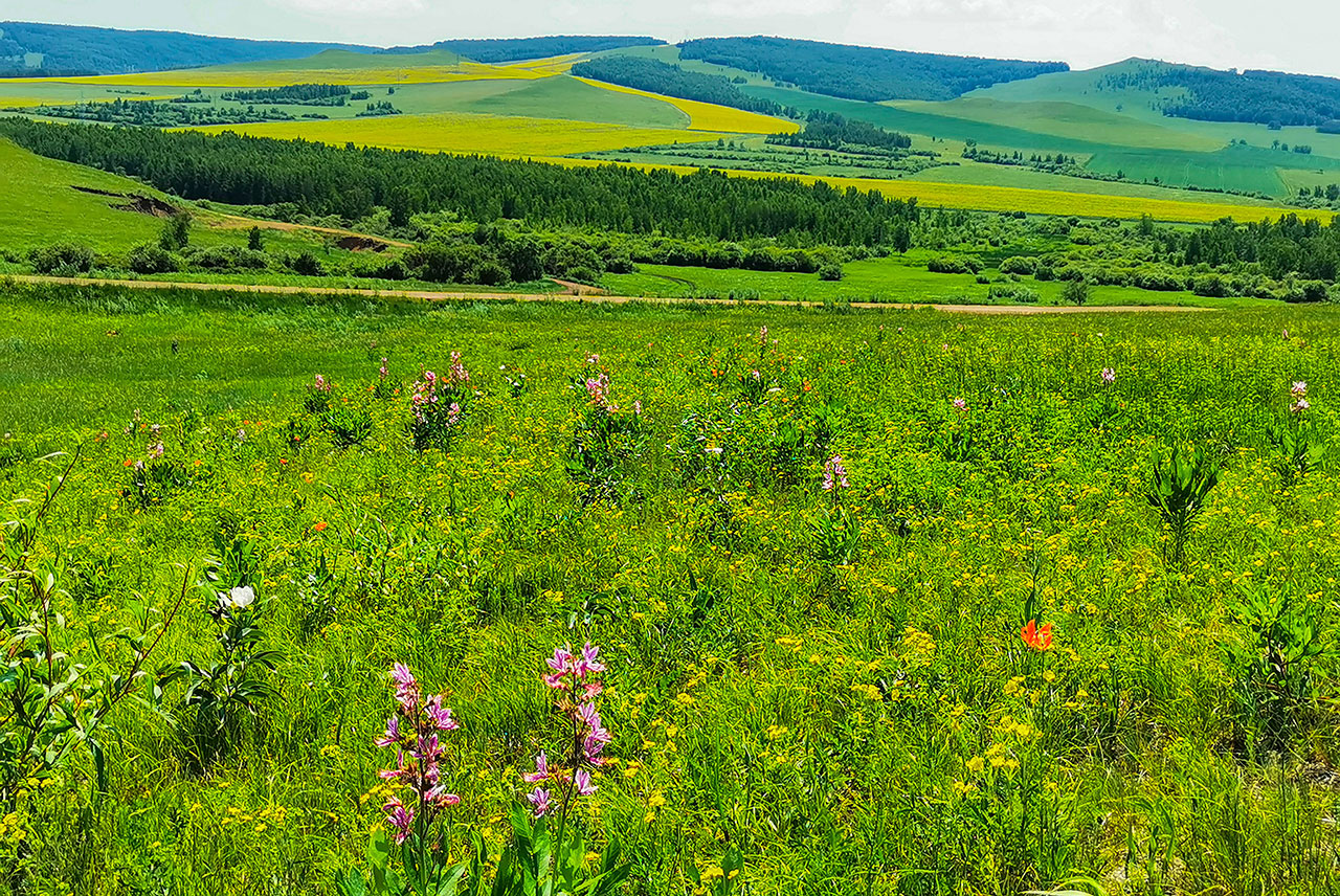 呼倫貝爾油菜花