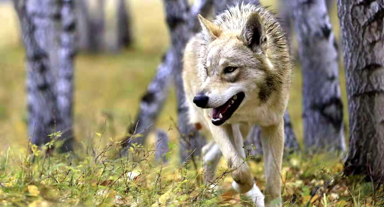 呼倫貝爾大興安嶺